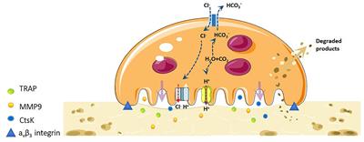 Regulation of differentiation and generation of osteoclasts in rheumatoid arthritis